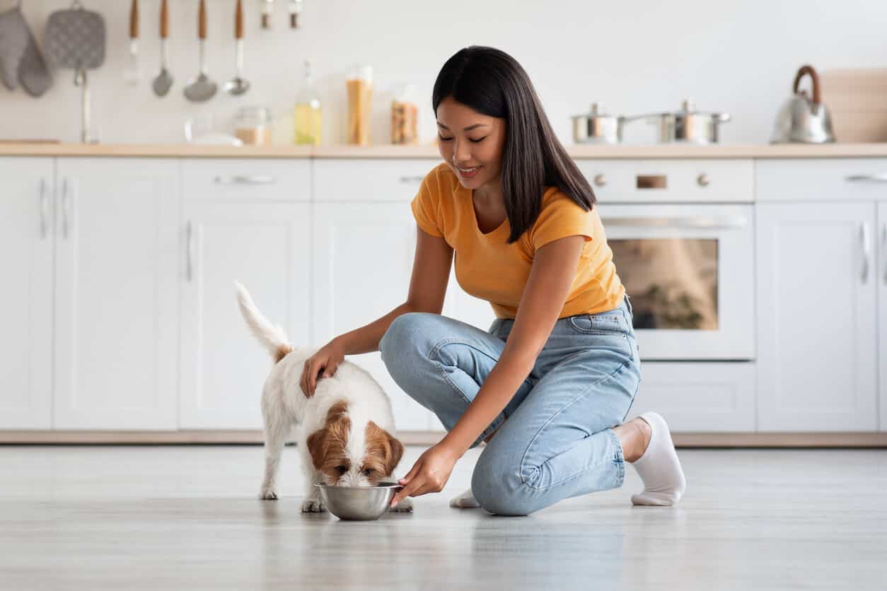 Loving pretty korean lady in casual petting her fluffy dog jack russel terrier while feeding it, cozy kitchen interior, panorama, copy space. Healthy nutritive full of vitamins and minerals dog food