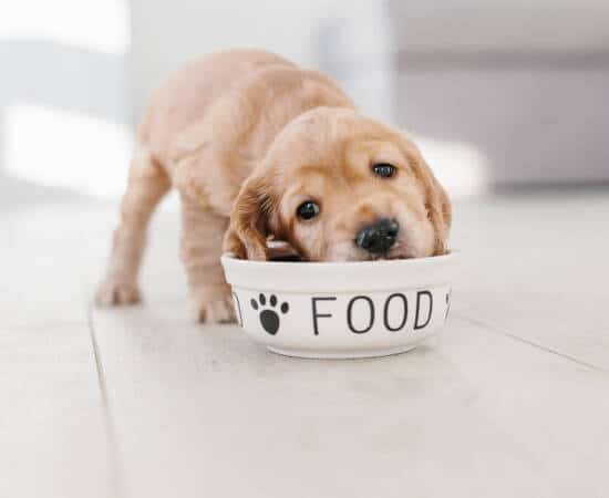 a golden retreiver puppy eats out of a white dog food bowl. the dog and bowl are on a white tile floor and the bowl has the word "food" in black type with a black pawprint on it as well