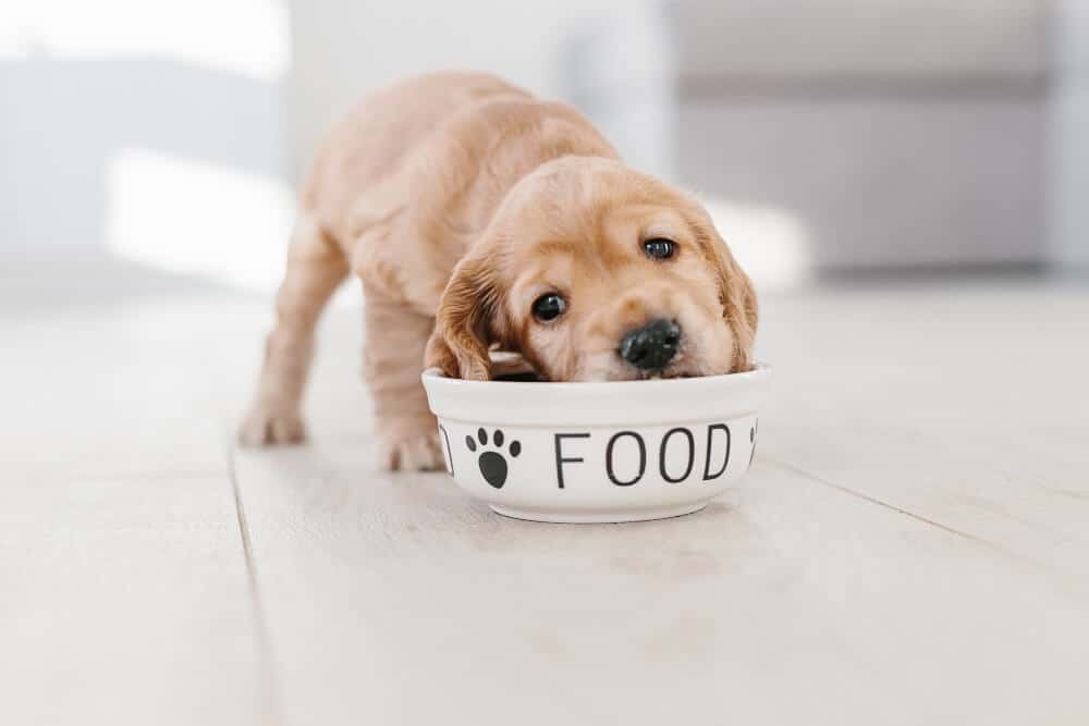 a golden retreiver puppy eats out of a white dog food bowl. the dog and bowl are on a white tile floor and the bowl has the word "food" in black type with a black pawprint on it as well