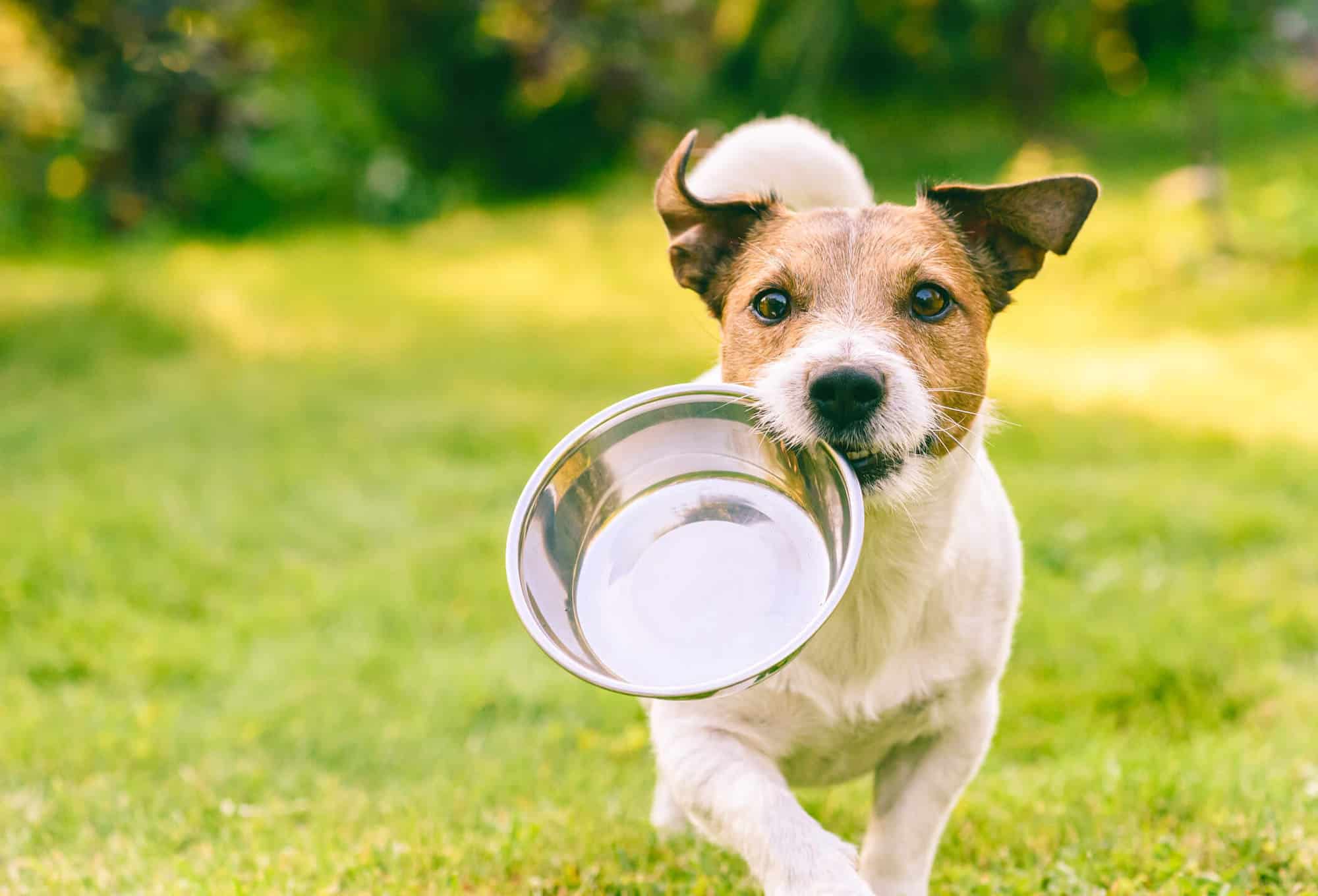 little dog running with a metal bowl in its mouth