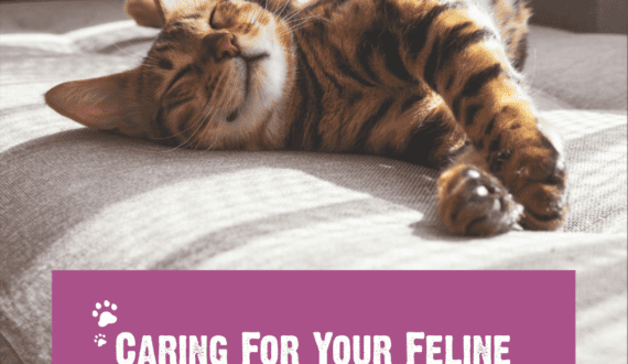 Caring For Your Feline Companion Through Every Life Stage ebook cover