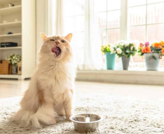 Light fluffy cat with a food bowl licking its face