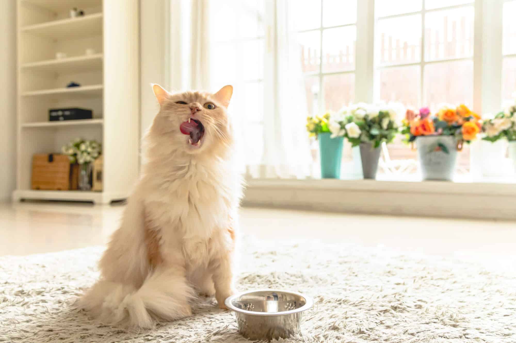 Light fluffy cat with a food bowl licking its face