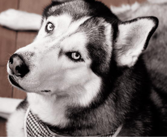 Gabe the Husky lying on a porch