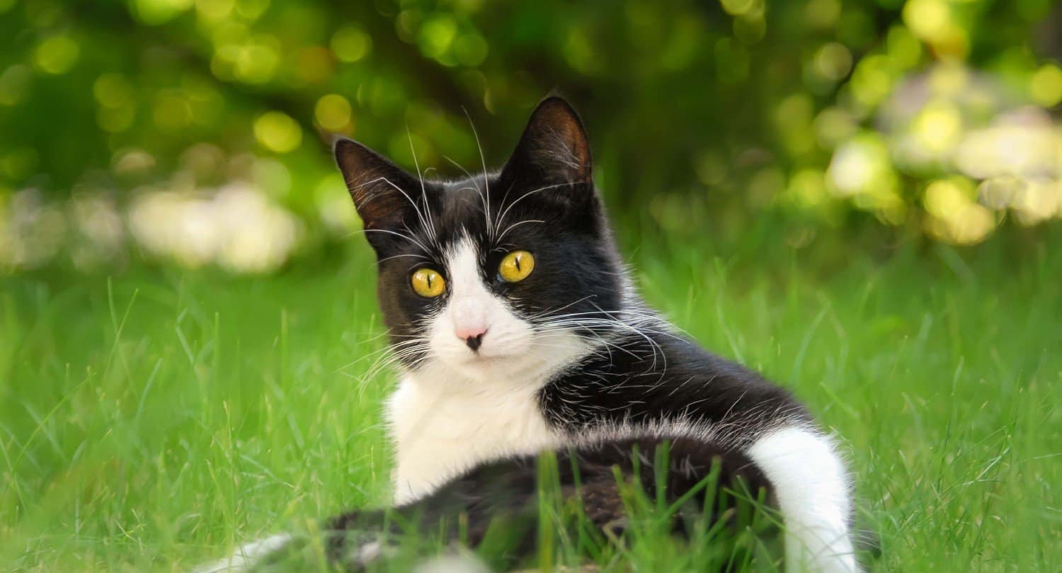 Domestic store shorthair tuxedo