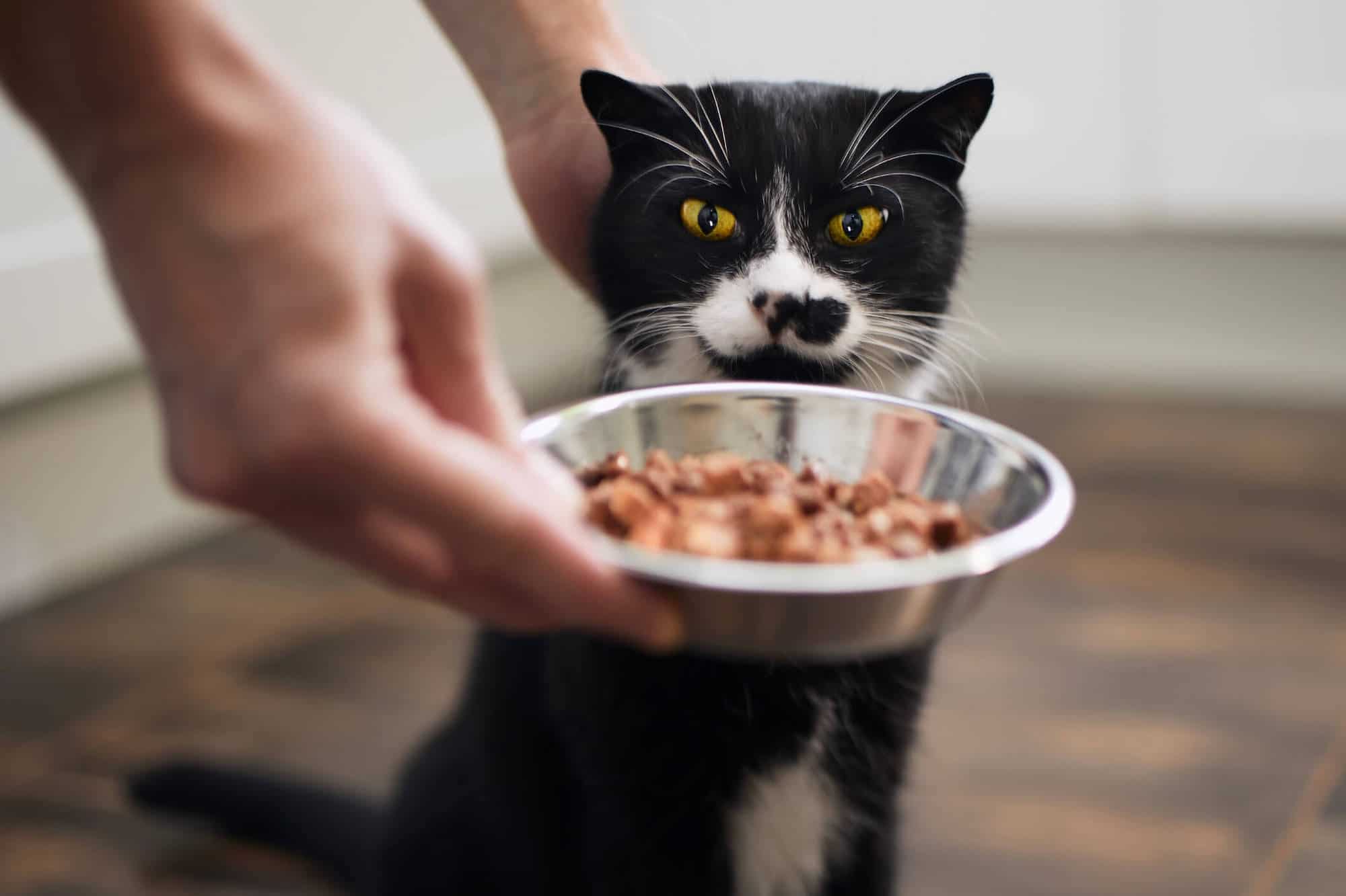 Pet owner putting a bowl of food in front of his black and white cat