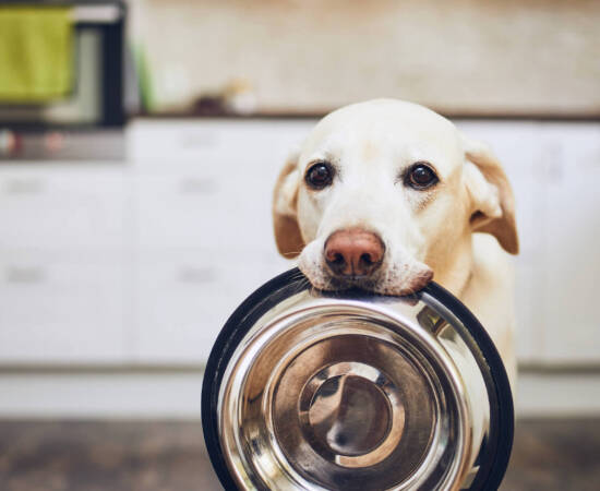 A yellow lab standing in the kitchen holding a metal bowl in it's mouth.