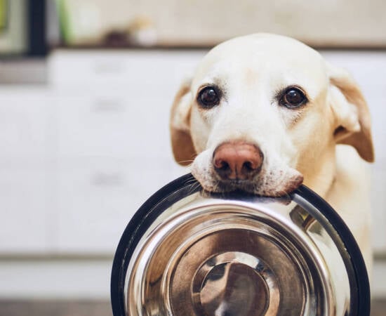 A yellow lab standing in the kitchen holding a metal bowl in it's mouth.