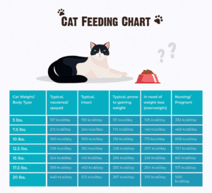 How Much Should I Feed My Cat? Tips, Advice & FAQs | RAWZ