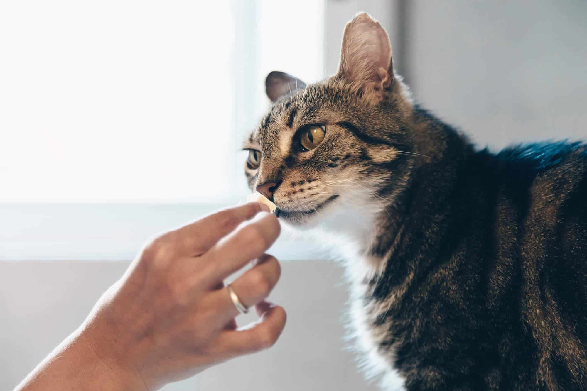 Vitamins store cats need