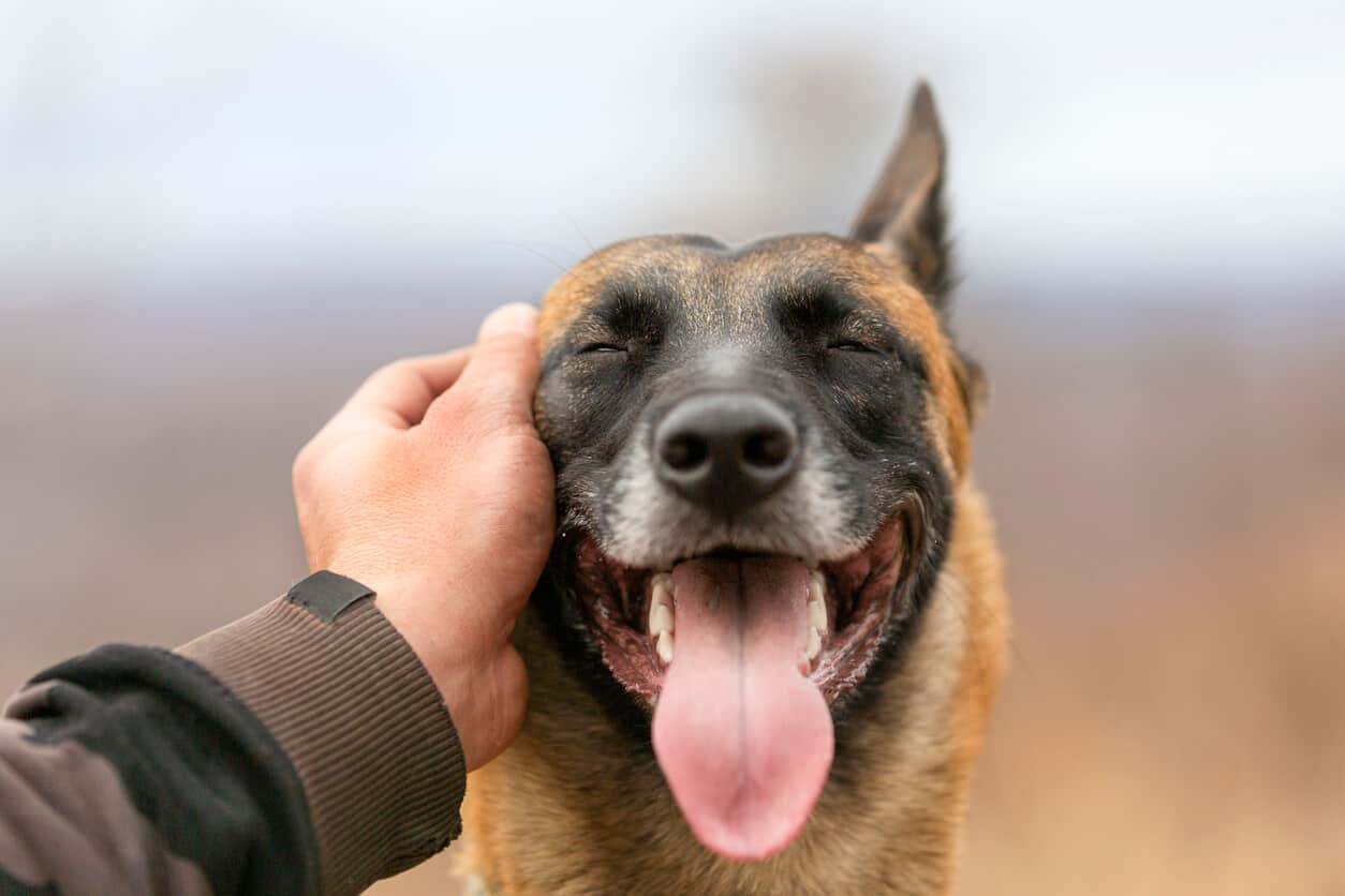 Dog petting another store dog and smiling