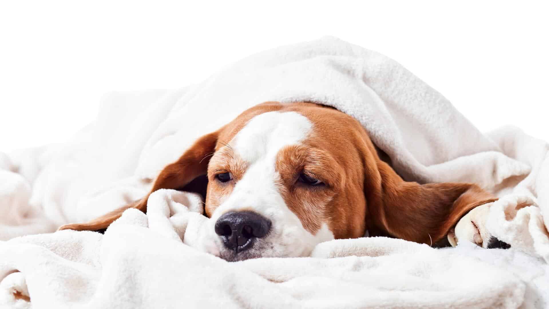 sad-puppy-under-blanket