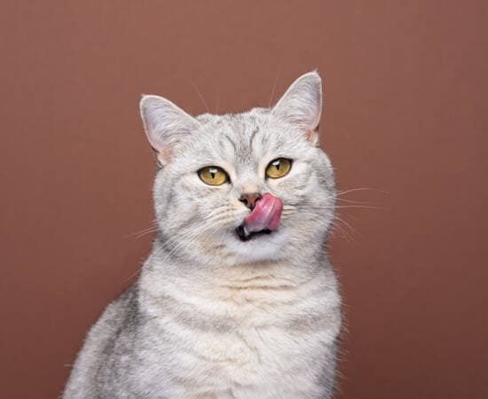 A gray cat licking it's upper lip