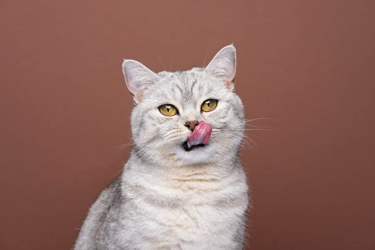 A gray cat licking it's upper lip