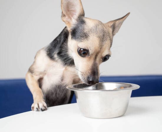 small chihuahua standing on its hind legs with its front paws on a white table peering into a metal bowl