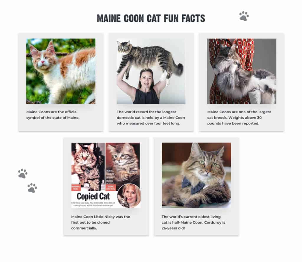 Cat, Breeds & Facts