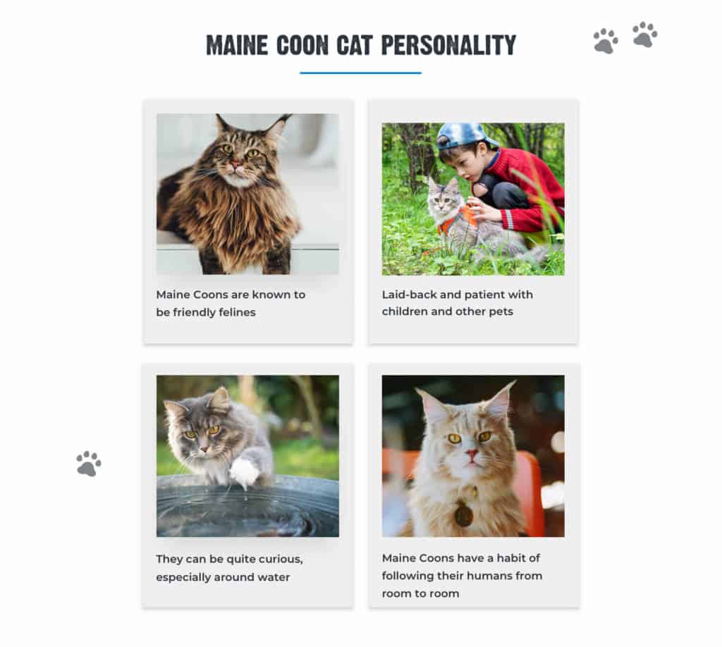 maine-coon-cat-personality