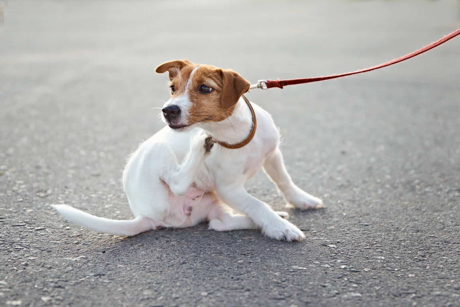 Dog reaction to clearance food