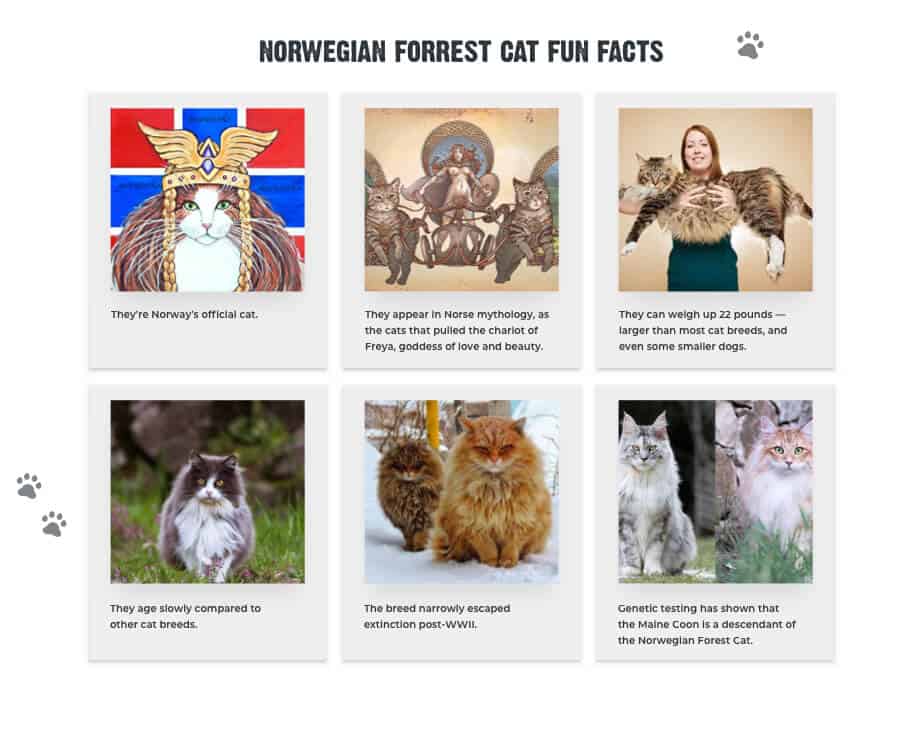 Norwegian Forest Cats Facts Personality Traits