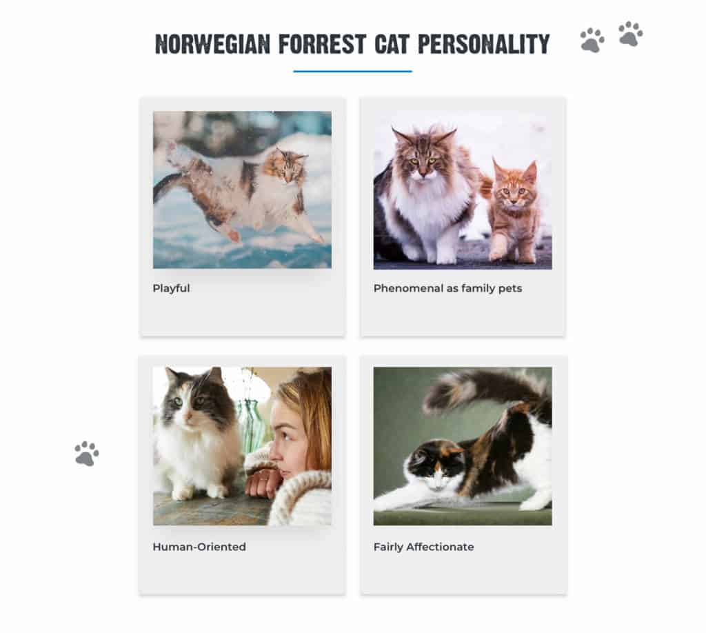 norwegian-forrest-cat-personality