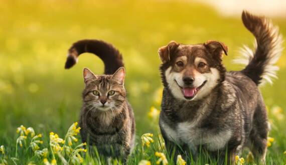 Happy dog and cat in a field of flowers