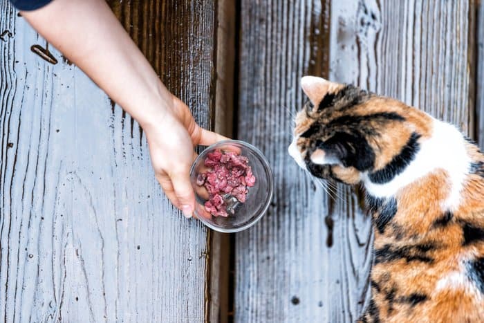 What can you feed cats instead 2024 of cat food