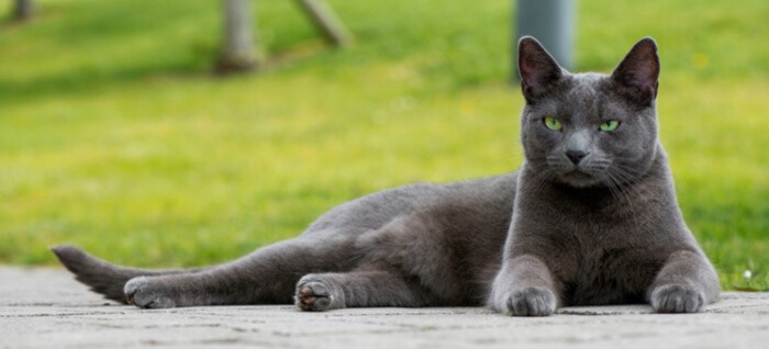 Russian blue fur sales coat