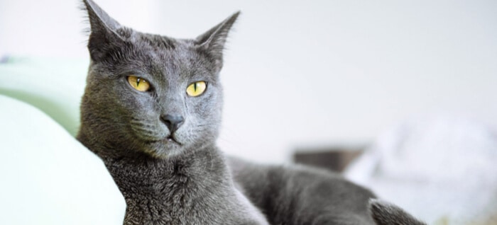 Russian gray cat for hot sale sale