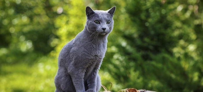 Big russian blue store cat