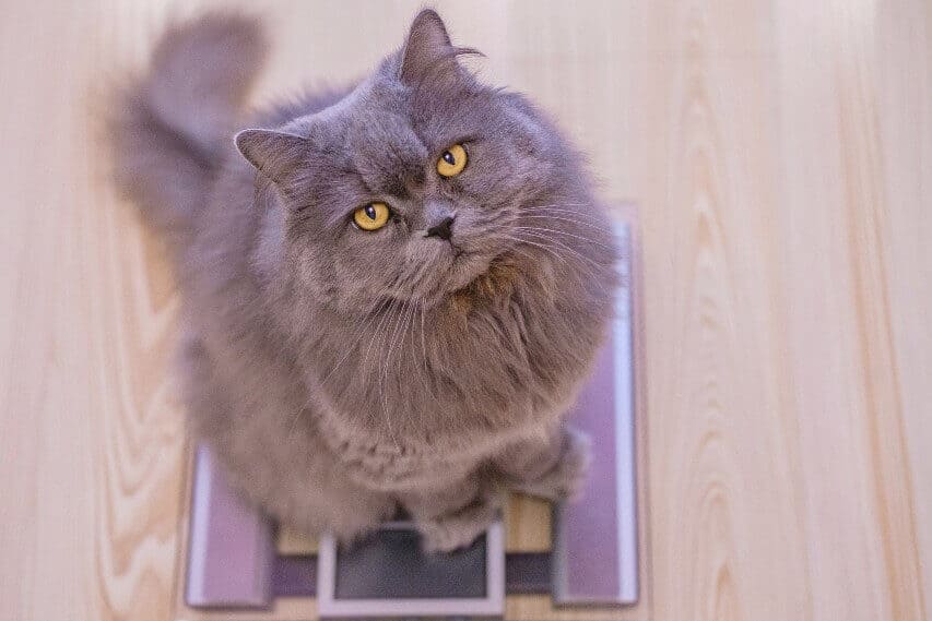 How To Get A Cat To Lose Weight: 9 Tailored Weight Loss Tips