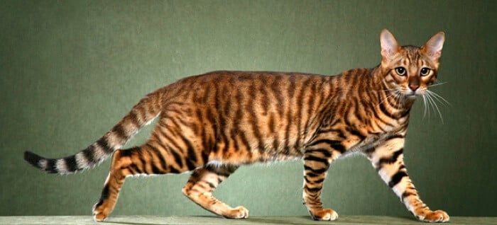 7+ Facts About Toyger Cats [Personality, History, Health & More]