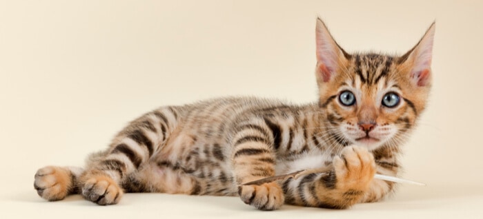 Is Your Domestic Cat A Tiny Tiger? 