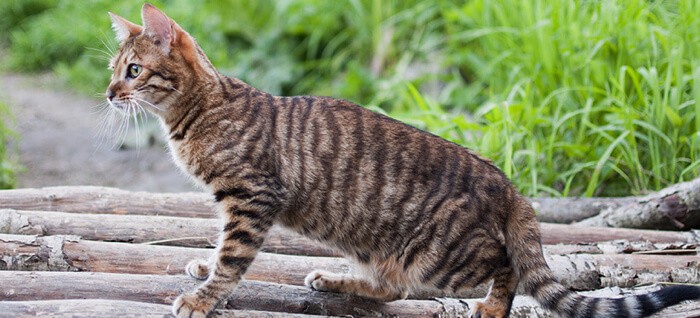 Toyger store domestic cats