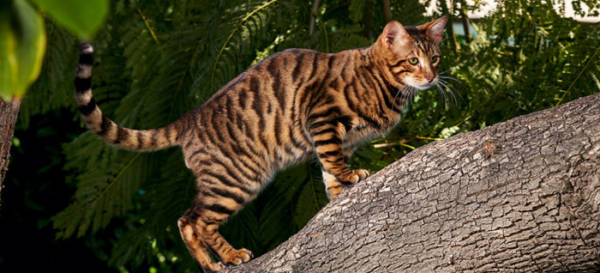 7+ Facts About Toyger Cats [Personality, History, Health & More]