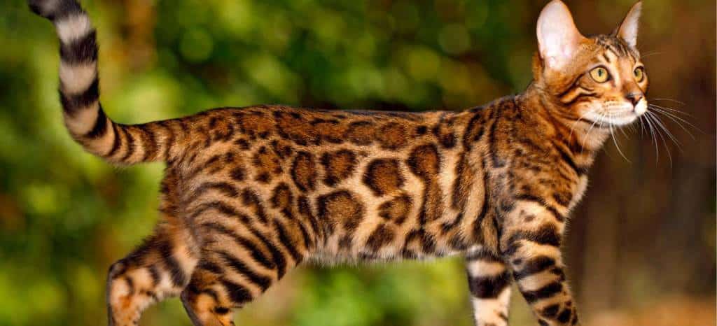 Exotic Pet Cats Bengal