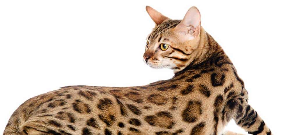 Bengal Cat Breed Information  Bengal Cat Characteristics