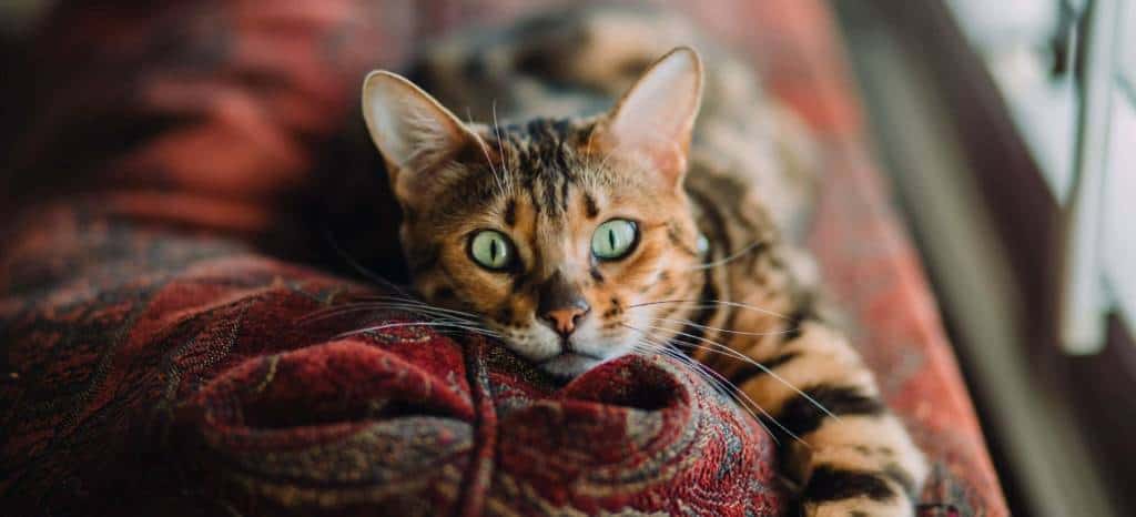 Brown spotted Bengal kitten - Hypoallergenic Cat - Bengal Cats for