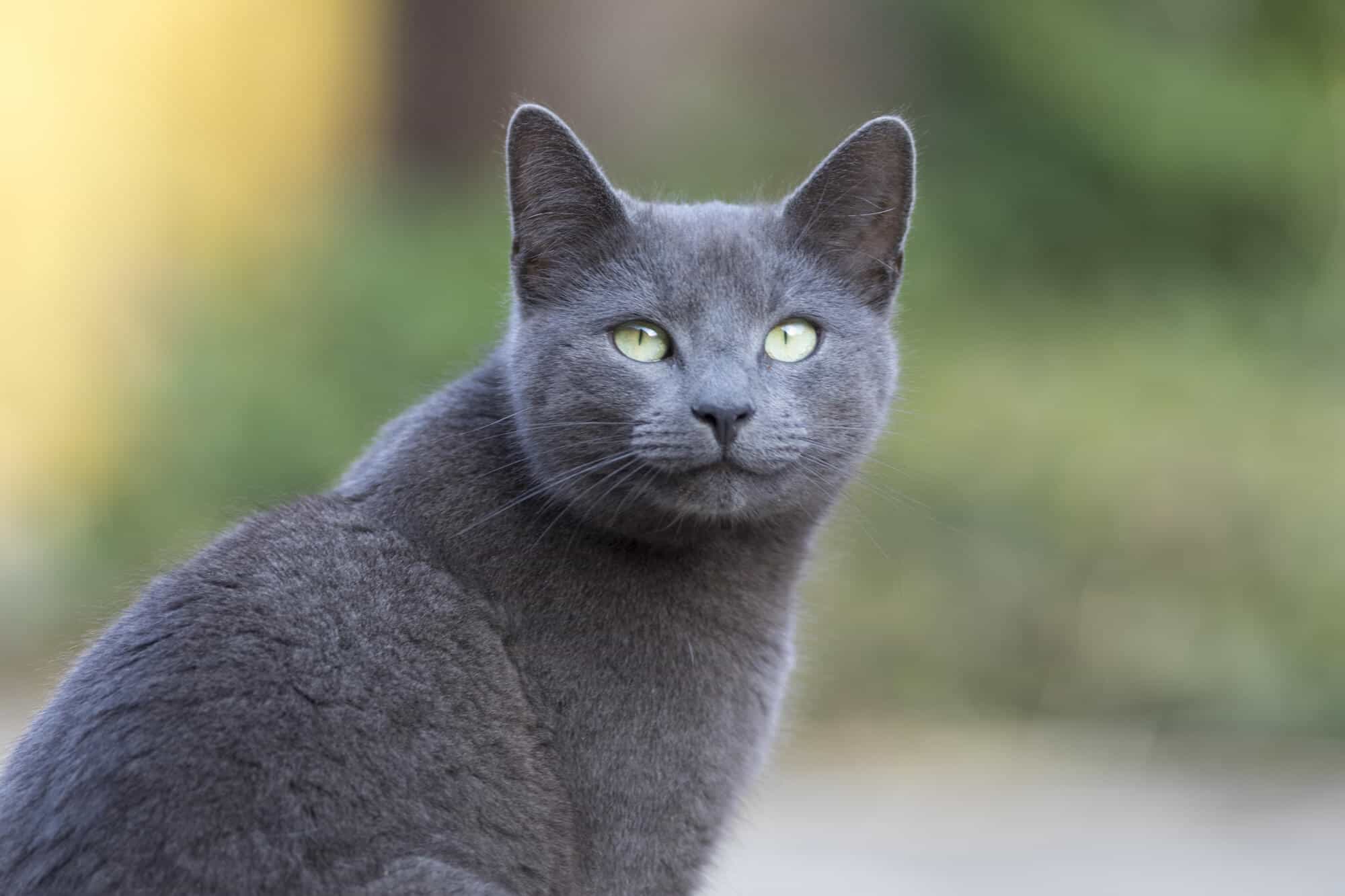 Blue store fluffy cat