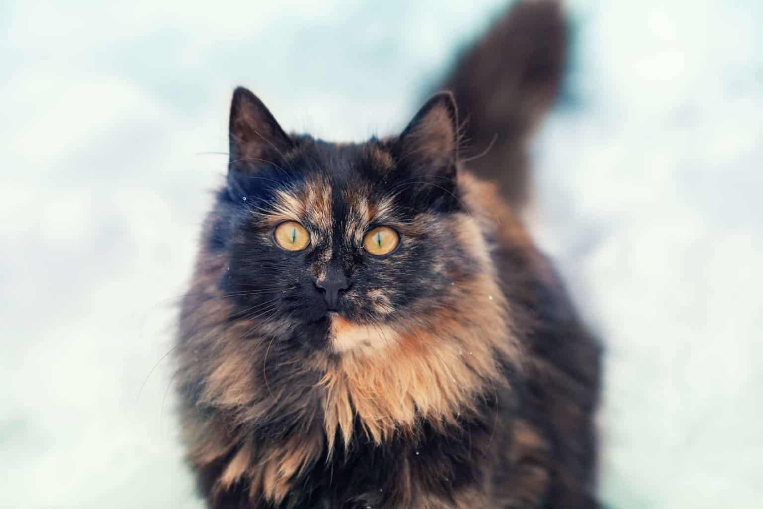 8+ Facts About Tortoiseshell Cats [Personality, History, Health & More]