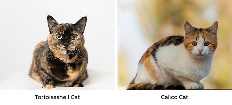 calico vs tortoiseshell cats genetics