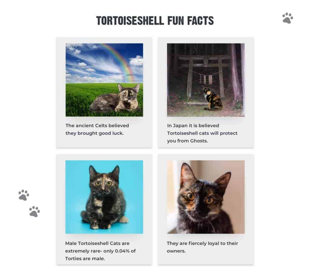 4 fun facts about the history of tortoiseshell cats