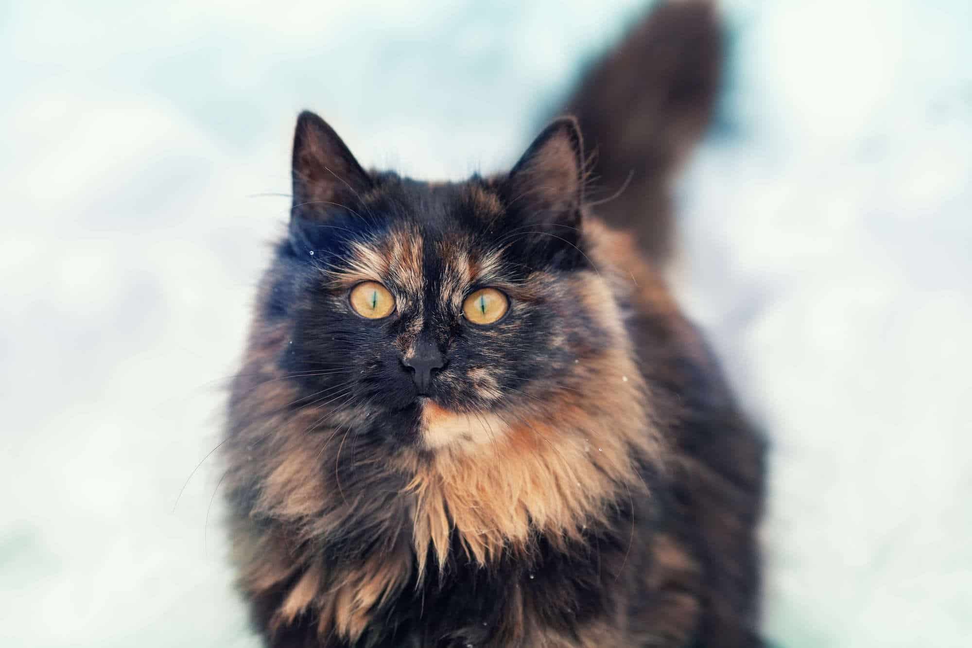 A tortoiseshell cat walking on snow