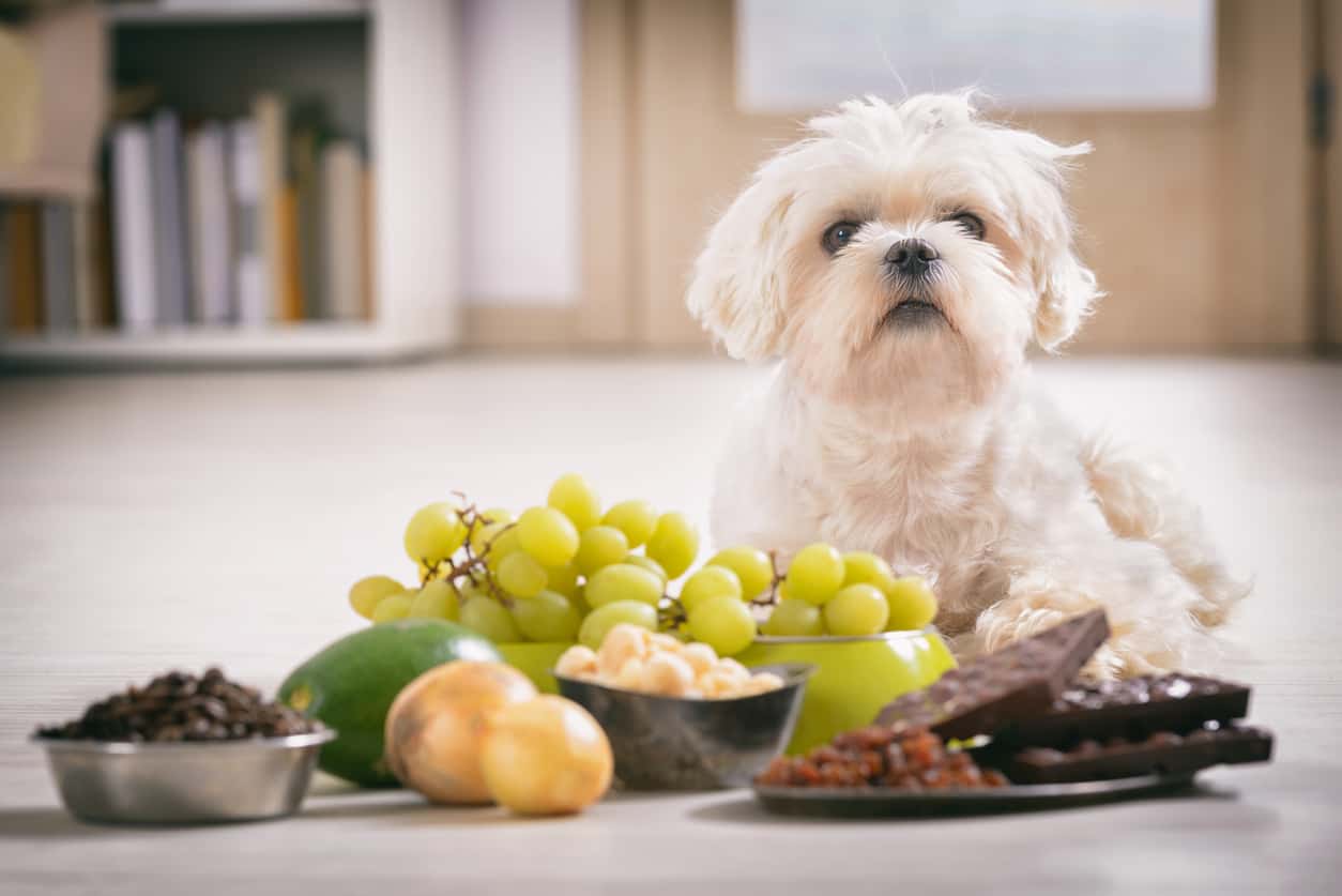 Healthy table outlet food for dogs