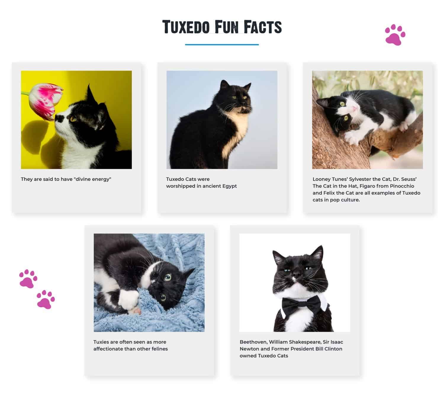 Tuxedo sales cat facts