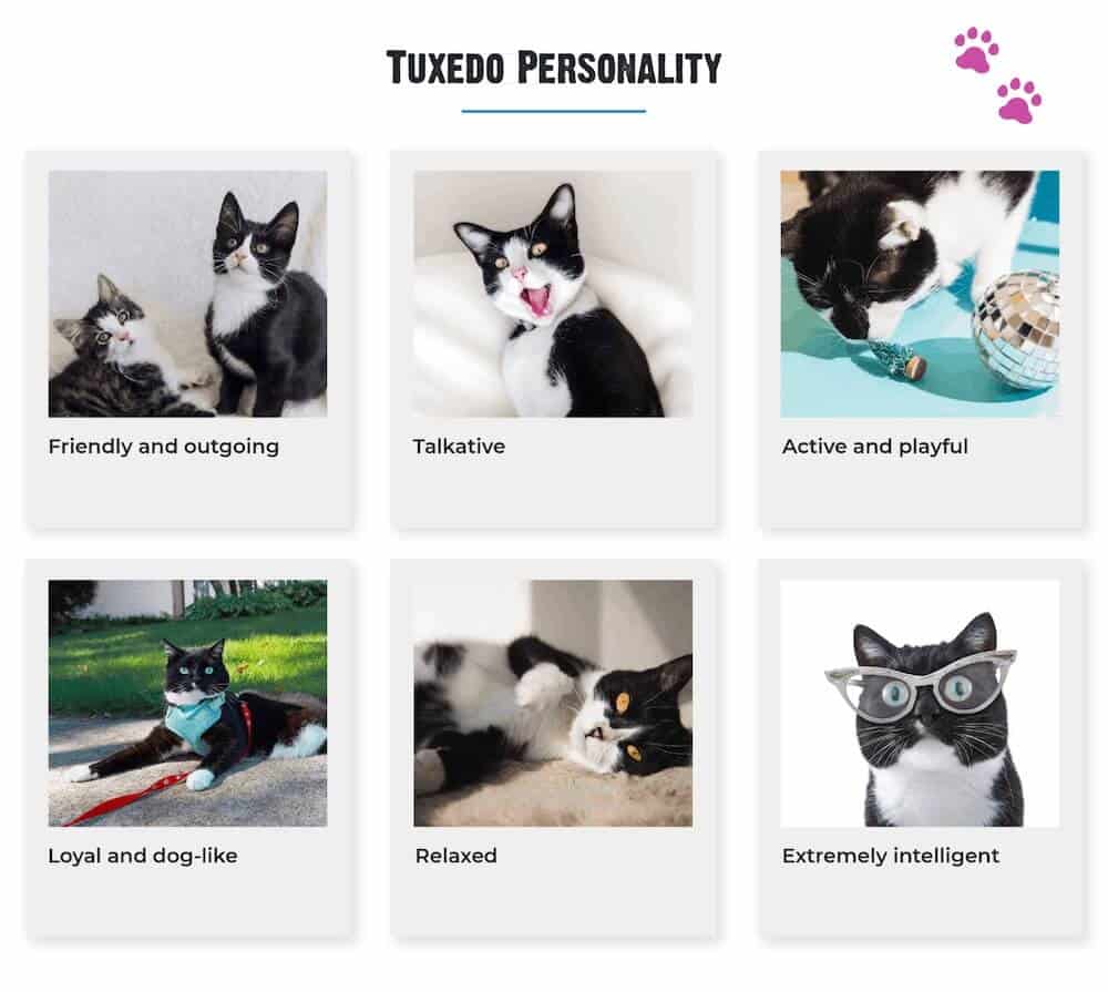 American shorthair store tuxedo cat breeds