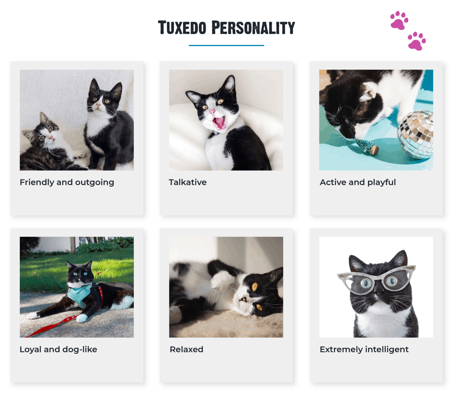 tuxedo cat breed personality traits