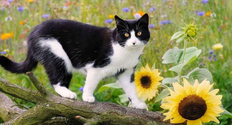 gray tuxedo cat personality