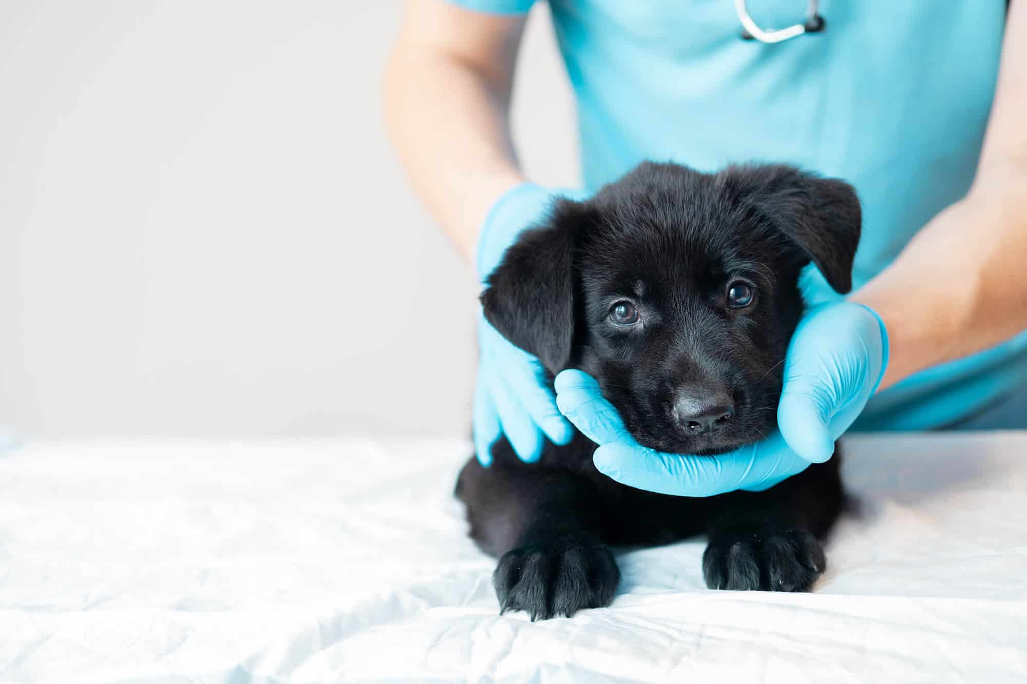 Ultimate Guide to Dog Vaccinations [+ Puppy Shot Schedule] 