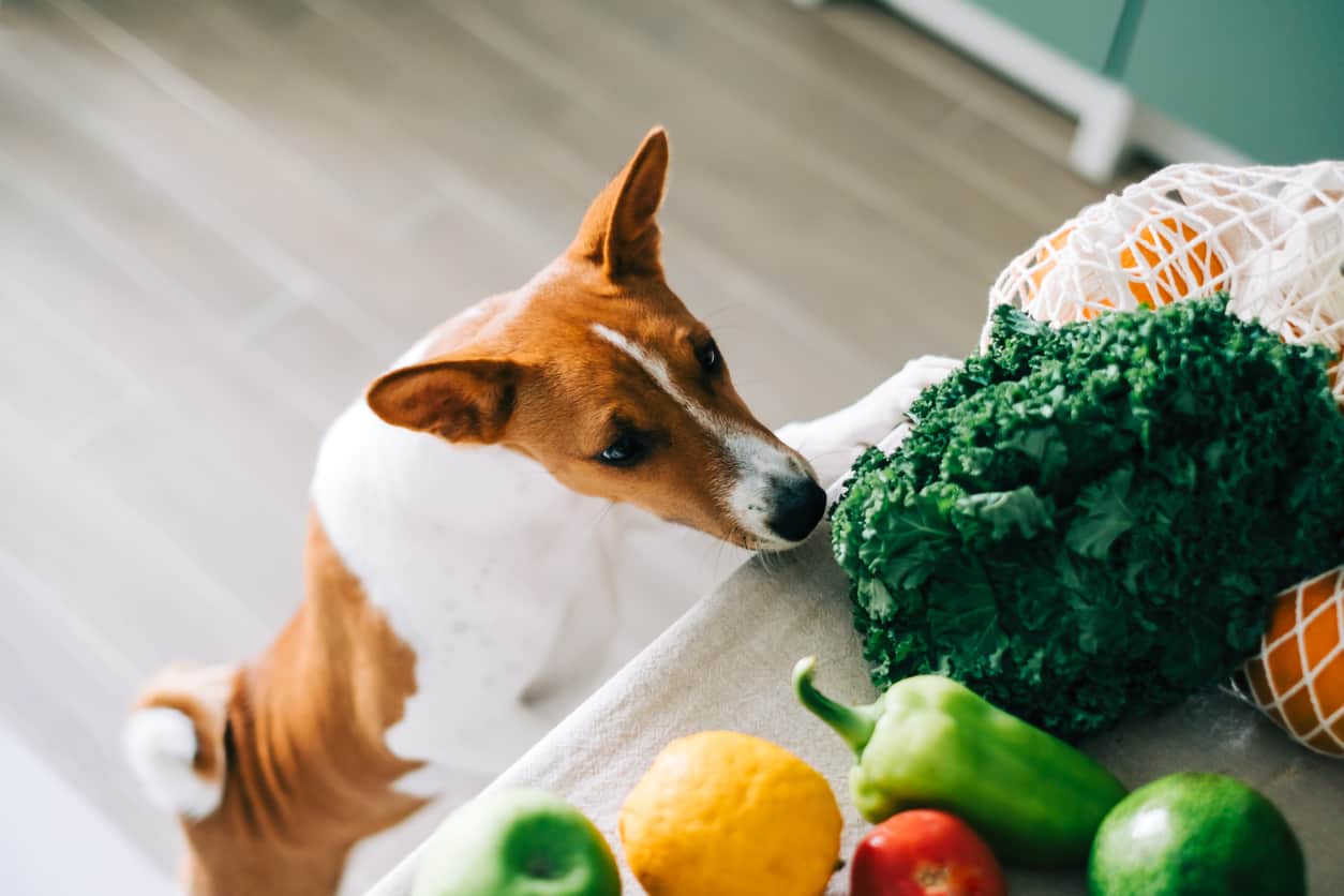 Vegetables and fruits for dogs