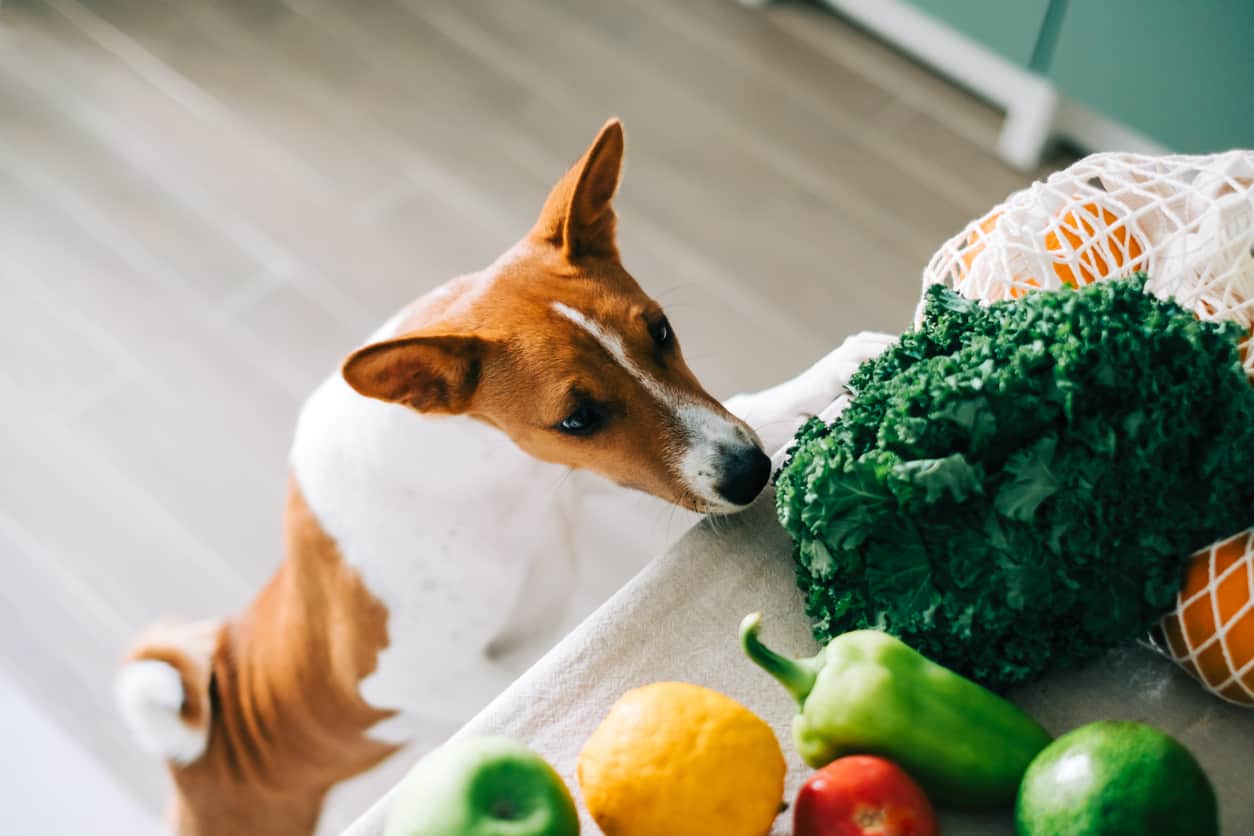 Best vegetables for dogs best sale